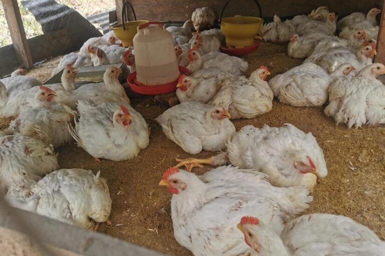 Producción de carne de pollo en Nicaragua alcanza 284.7 millones de libras en agosto 2025