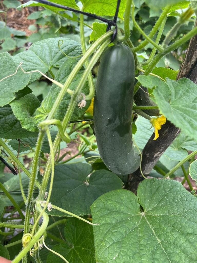Producción de pepino en Nicaragua alcanzará más de 813 mil unidades en septiembre