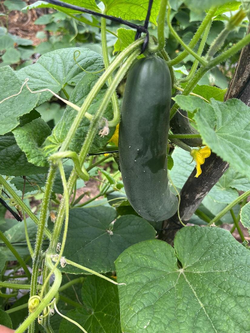 Producción de pepino en Nicaragua alcanzará más de 813 mil unidades en septiembre