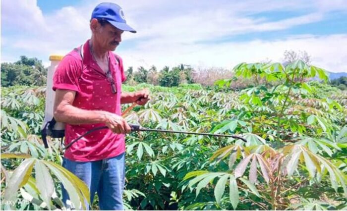 Productores de Quezalguaque conocen nuevas tecnologías con bioinsumos para mejorar el cultivo de yuca