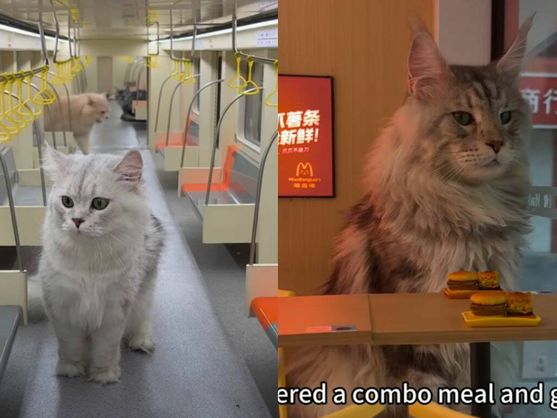 El Youtuber Xing Zhilei dedicó dos años a levantar una auténtica ciudad a escala para sus gatos, con supermercados, restaurantes, hoteles.