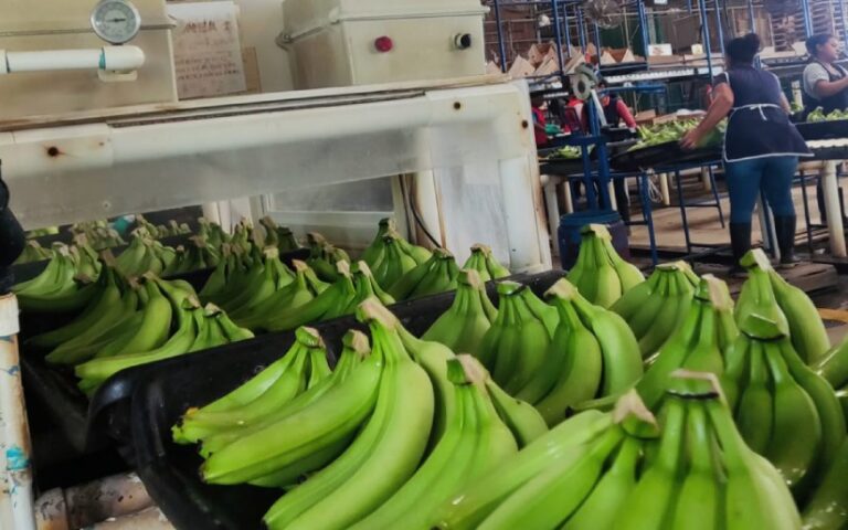 Reportan 3.4 millones de cajas de banano cosechadas en Chinandega