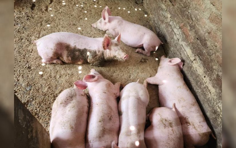 Producción porcina en Nicaragua alcanza más de 499 mil cerdos en finca