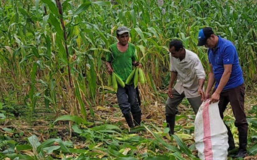Producción de elotes registra 1.74 millones de unidades a nivel nacional