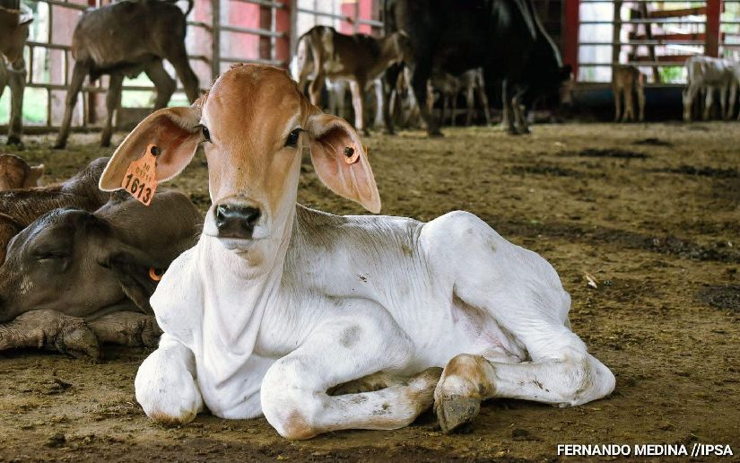 Nicaragua será sede del primer Encuentro Internacional de Sanidad Bovina