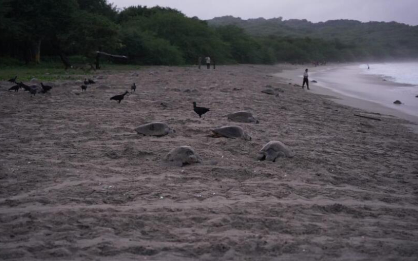 Más de 5 mil tortugas Paslama arriban al Refugio de Vida Silvestre La Flor, en las costas de San Juan del Sur