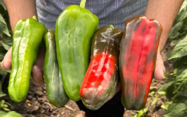 Cosecha de chiltoma en octubre supera expectativas con 25 mil 800 quintales