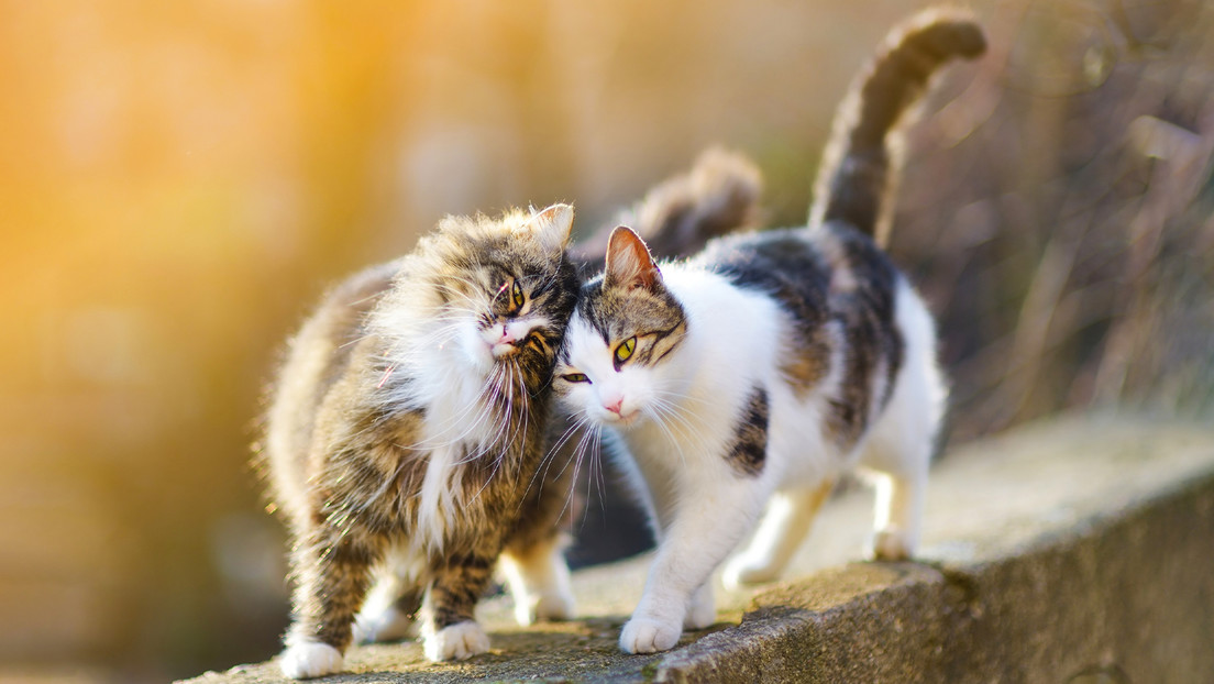 Hombre se divorcia y deberá de pagar manutención por sus gatos