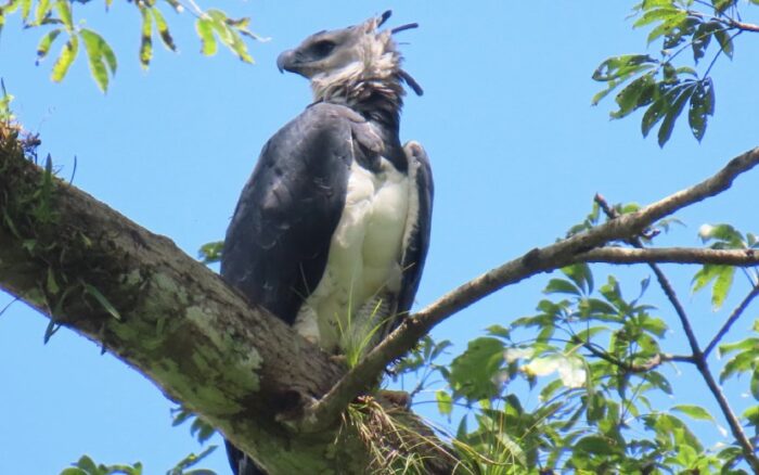 MARENA, llevó a cabo un monitoreo de biodiversidad en el Parque Nacional Cerro Saslaya, ubicado dentro de la conservación de BOSAWÁS.