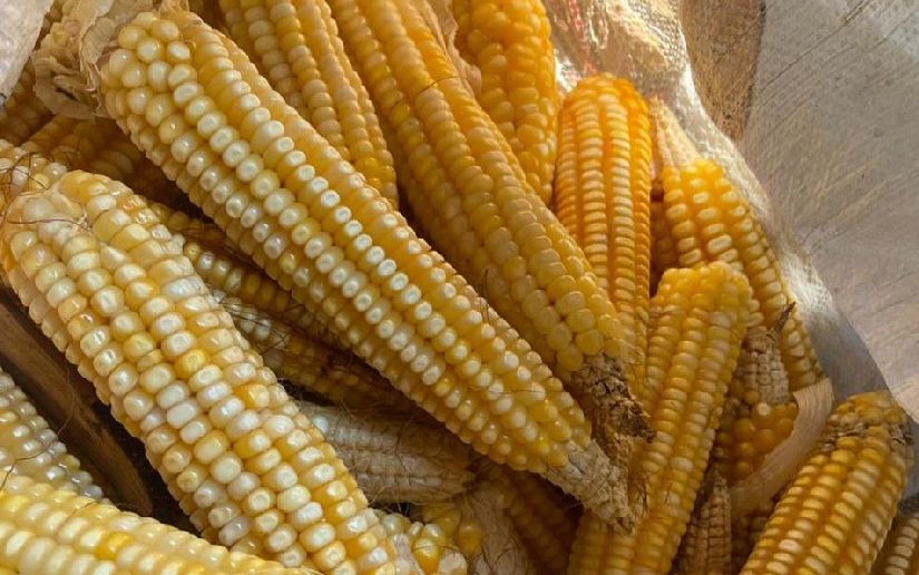 Nicaragua cosecha 209 mil quintales de maíz