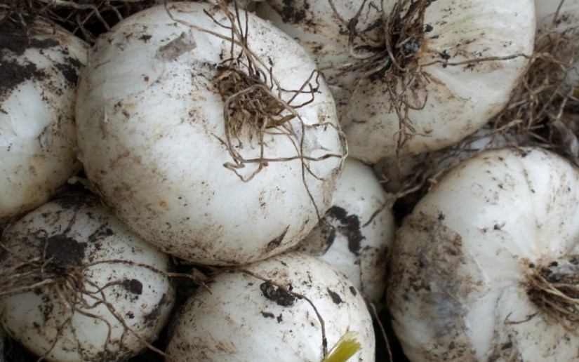 Nicaragua produce en octubre 20 mil 900 moños de cebolla blanca