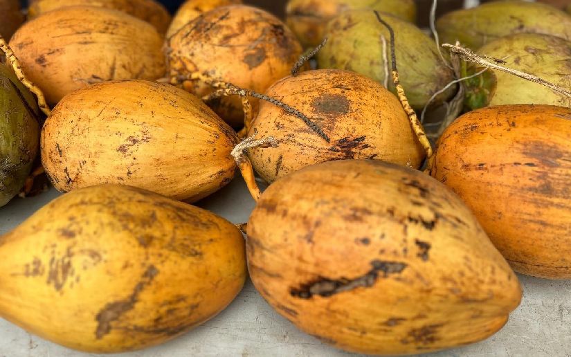 Producción de coco fortalece economías rurales y abre nuevas oportunidades de mercado