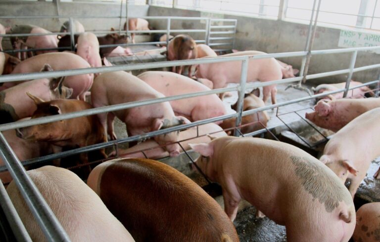 El MAG reporta 66,800 cerdos en granjas tecnificadas y semi-tecnificadas, destacando Managua, Estelí y Masaya como principales zonas productoras.