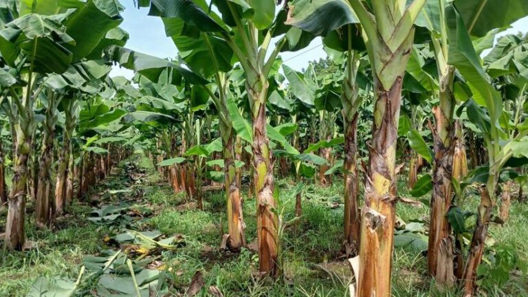 Promueven el uso de 3 abonos orgánicos para mejorar cultivo de plátano