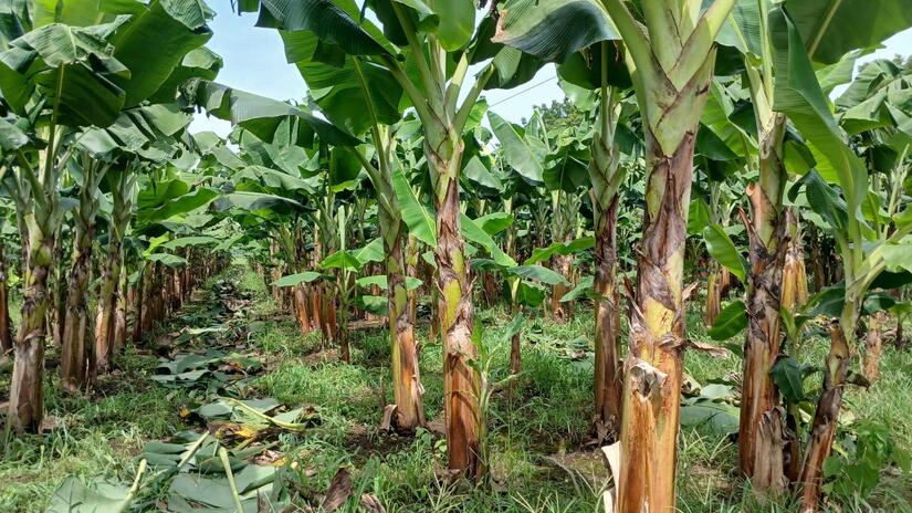 El INTA presentó los resultados en el uso de 3 abonos orgánicos que permiten mejorar el cultivo de plátano.