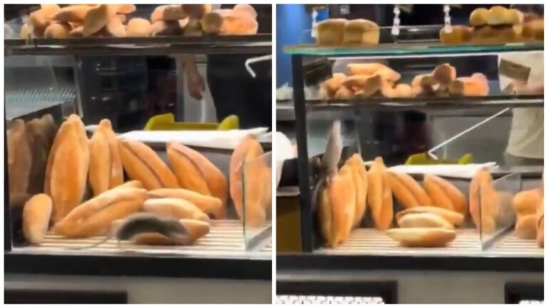 Rata es sorprendido entre los panes recién salidos del horno