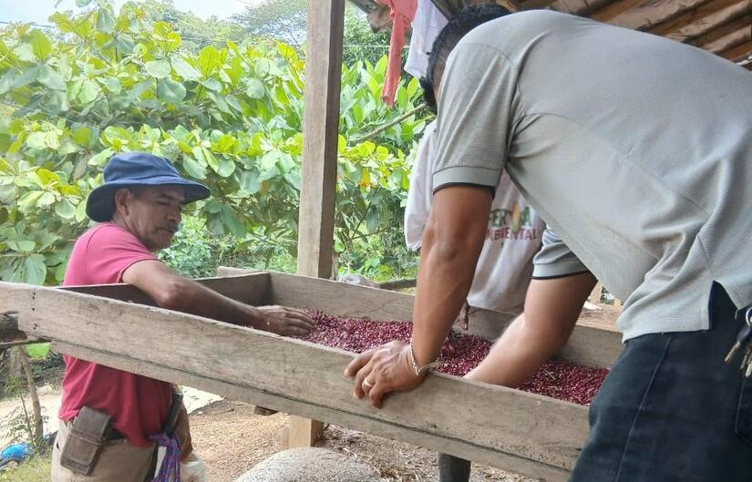 Reporte del Ministerio Agropecuario destaca producción de 825,300 quintales de frijol rojo al mes de Septiembre 2025