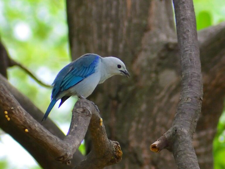 Monitoreo en el Volcán Masaya registra abundancia y diversidad de especies