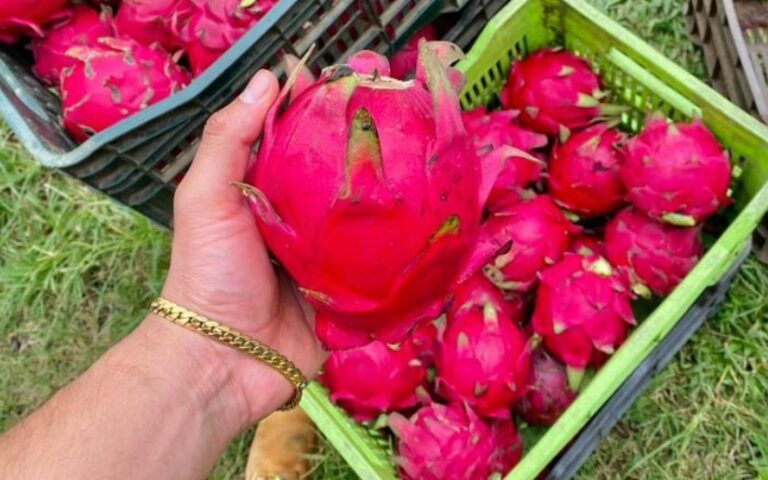 Más de 1.3 millones de kilogramos de pitahaya acopiada, reporta el Ministerio Agropecuario