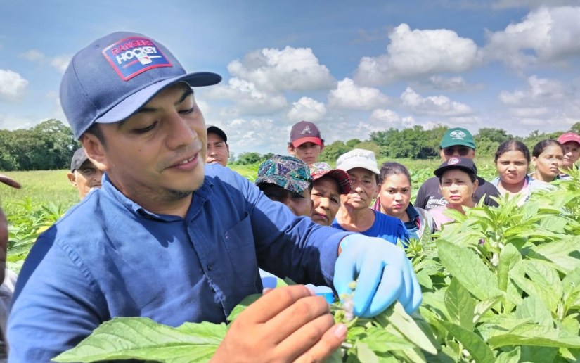 Productores de Chichigalpa y Posoltega aprenden técnica de hibridación para nuevas variedades de ajonjolí