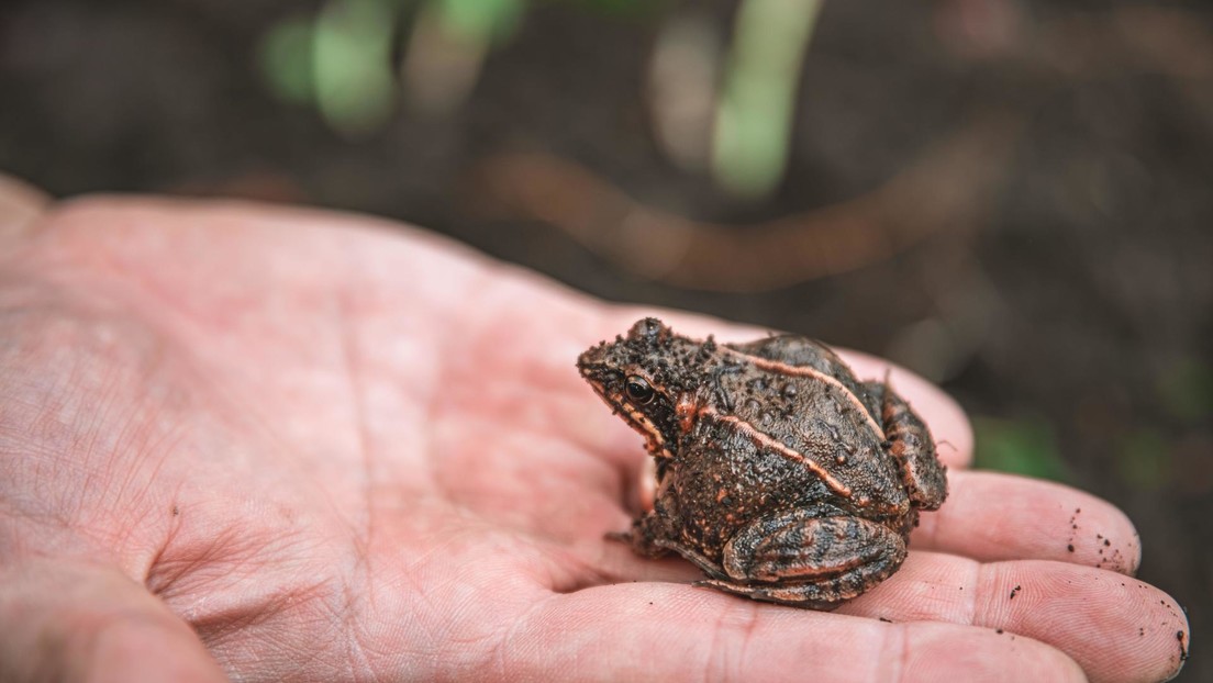 Se traga 8 ranas vivas para aliviar el dolor de espalda
