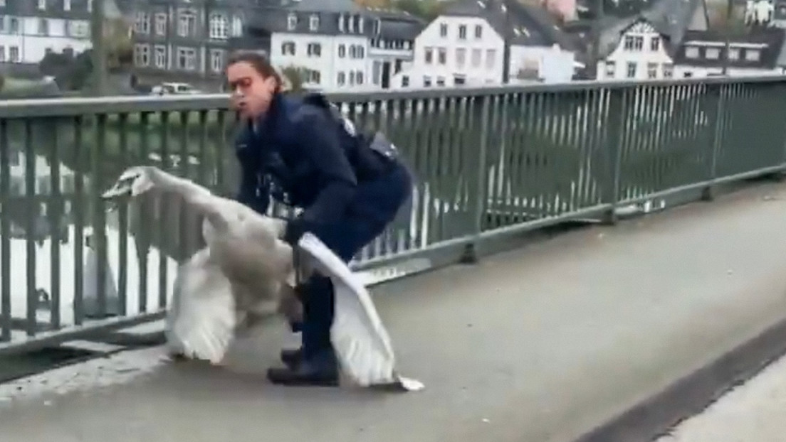 Arrestan a un cisne en Alemania