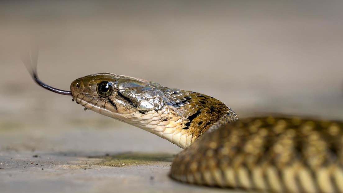 Colocan hojas y estiércol al cadáver de su hijo para resucitarlo