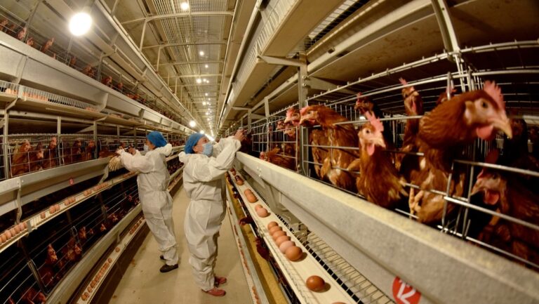 Confinan todas las aves de corral en España