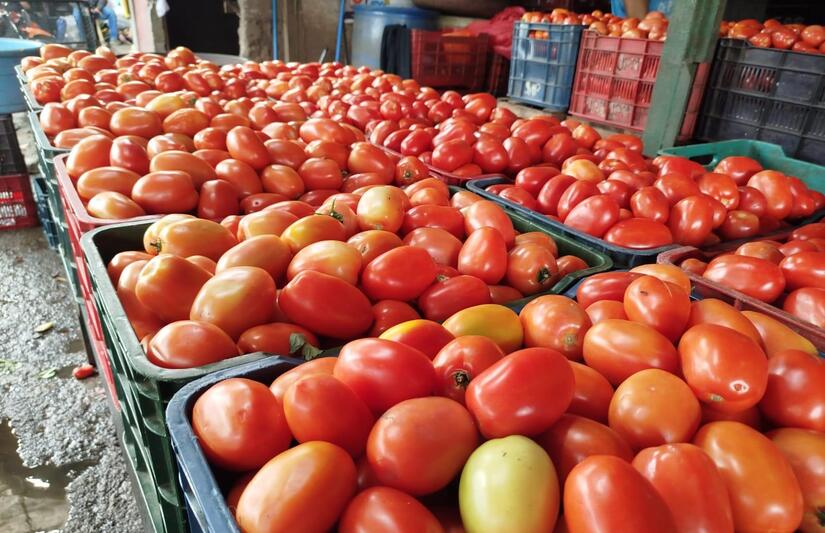 En noviembre se cosechan 119 mil quintales de tomate