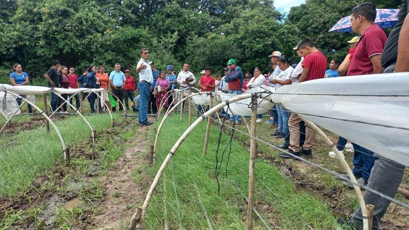 INTA impulsa innovación en la producción de cebolla