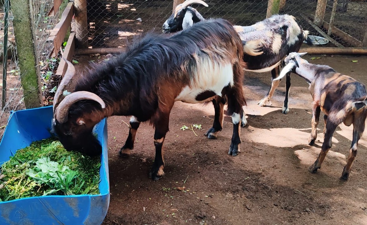 INTA presenta nuevas raciones para ovejas y cabras