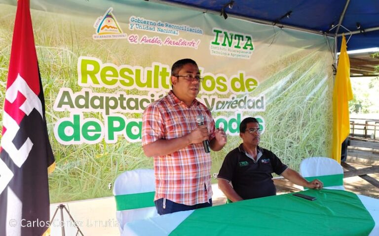 INTA presentó a productores de Tipitapa la variedad de pasto Rhodes, una alternativa que busca asegurar alimento para el ganado.