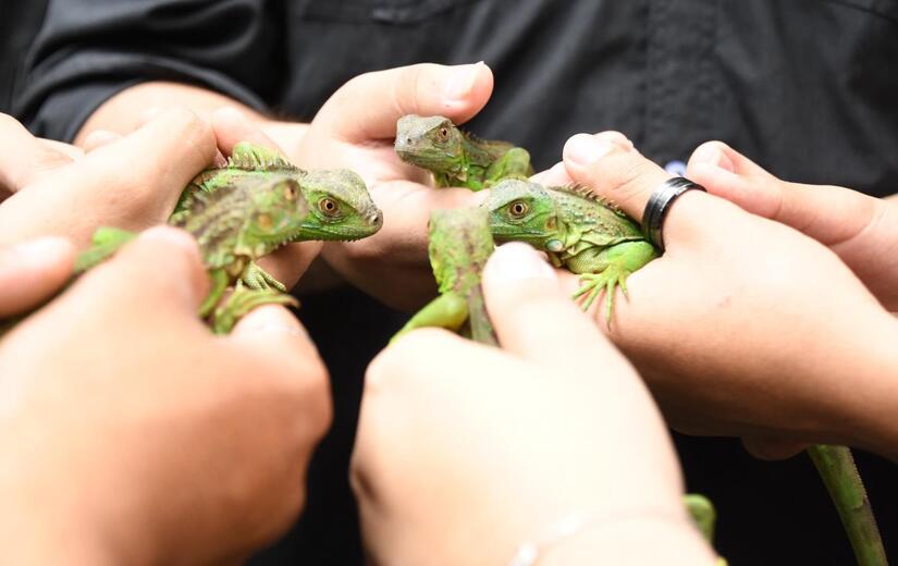 MARENA libera 652 iguanas verdes para fortalecer la educación ambiental y la biodiversidad