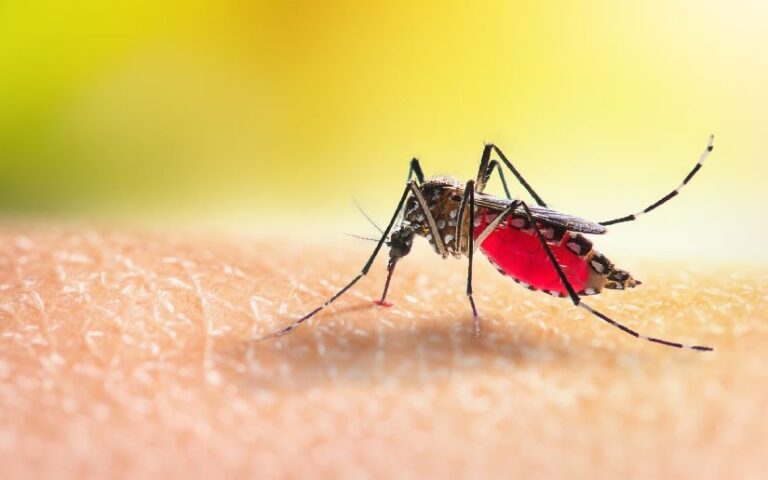 Ministerio de Salud reporta menos casos de malaria y leptospirosis al 15 de noviembre del 2025