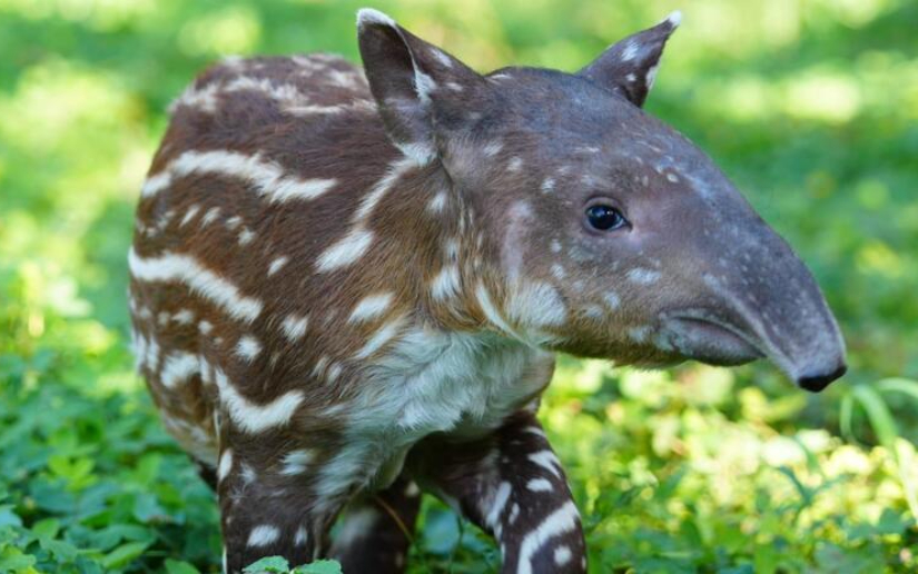 Nace cría de tapir centroamericano en el Zoológico Nacional