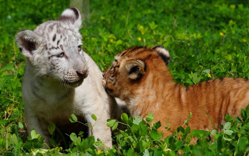 Nacen dos crías de tigre en el Parque Zoológico Nacional