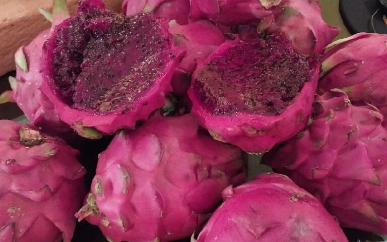 Nicaragua produce 5.5 millones de kilogramos de pitahaya