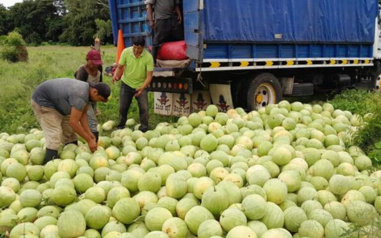 Ometepe alcanza producción de un millón de sandías entre agosto y octubre