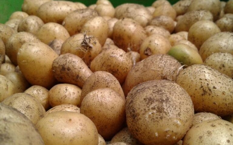 Presentan cinco variedades de papas