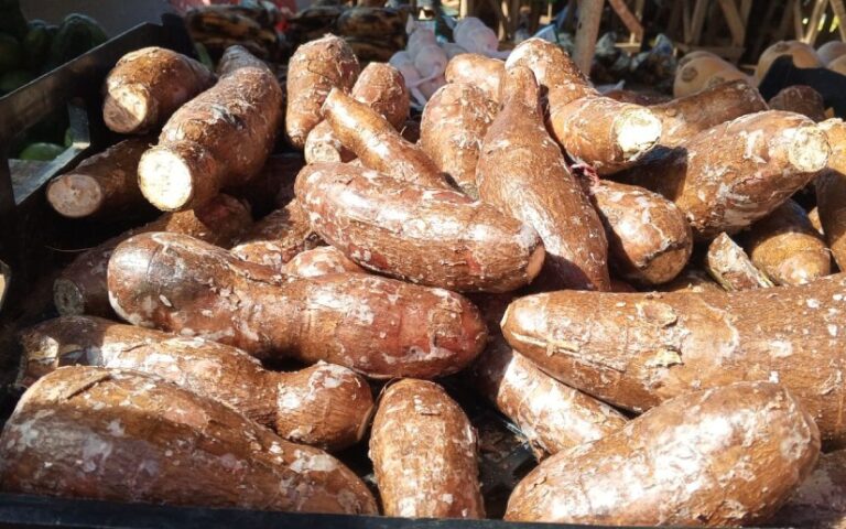 Producción de yuca alcanza 360 mil quintales en el país, destaca el MAG