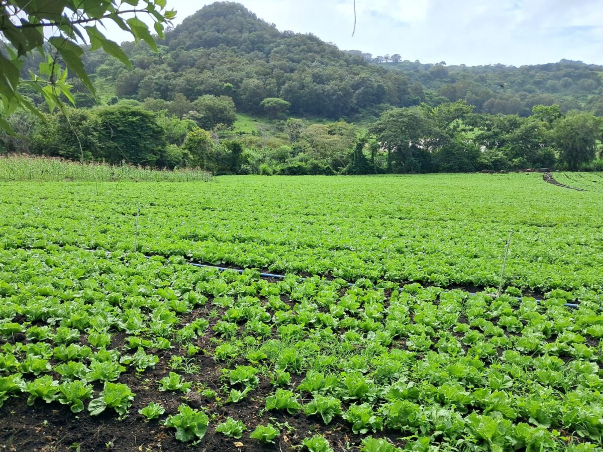 Para este noviembre de 2025, se proyecta una cosecha de 2.1 millones de unidades de lechuga.