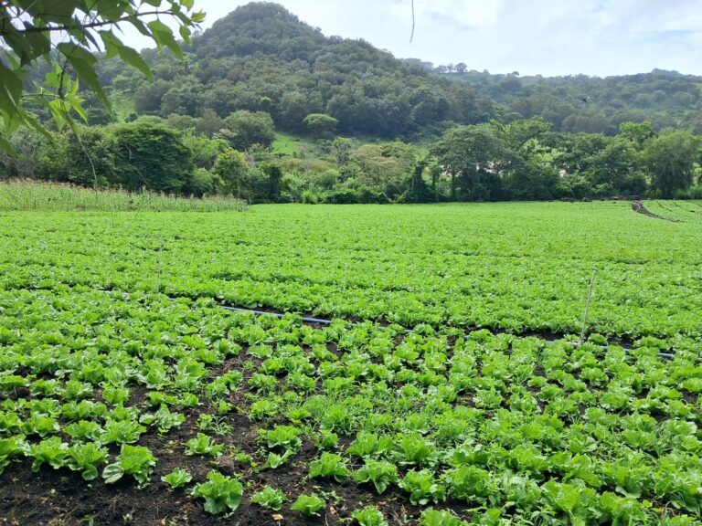 Proyectan una cosecha de 2.1 millones de lechugas