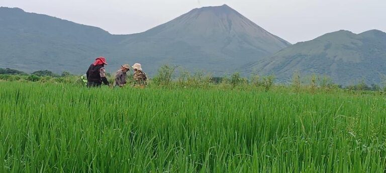 Reportan el establecimiento de 1,825 Parcelas Demostrativas Tecnológicas