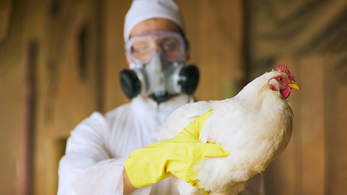 EEUU reporta primer humano fallecido por gripe aviar