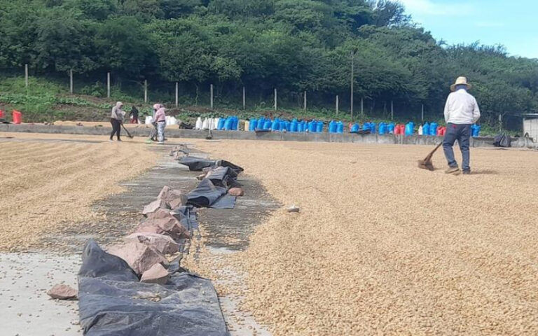 Cosecha de café en Nicaragua inicia con 22,300 quintales acopiados