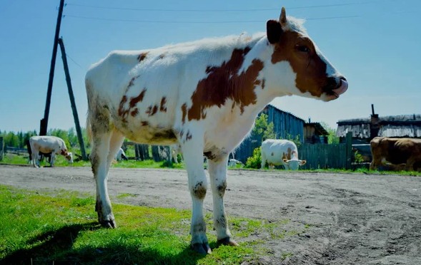 Encuentra en el estómago de su vaca una cartera con 1,000 dólares