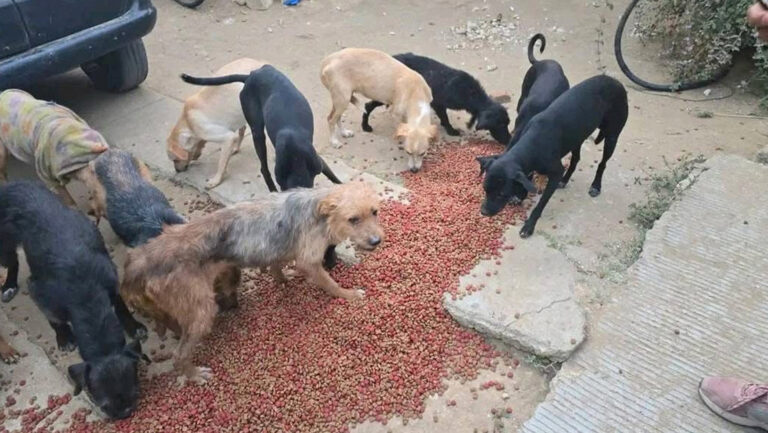 La Policía del estado de Oaxaca, México, detuvo a un hombre que es acusado de vender carne de perro a taquerías y carnicerías de la localidad.