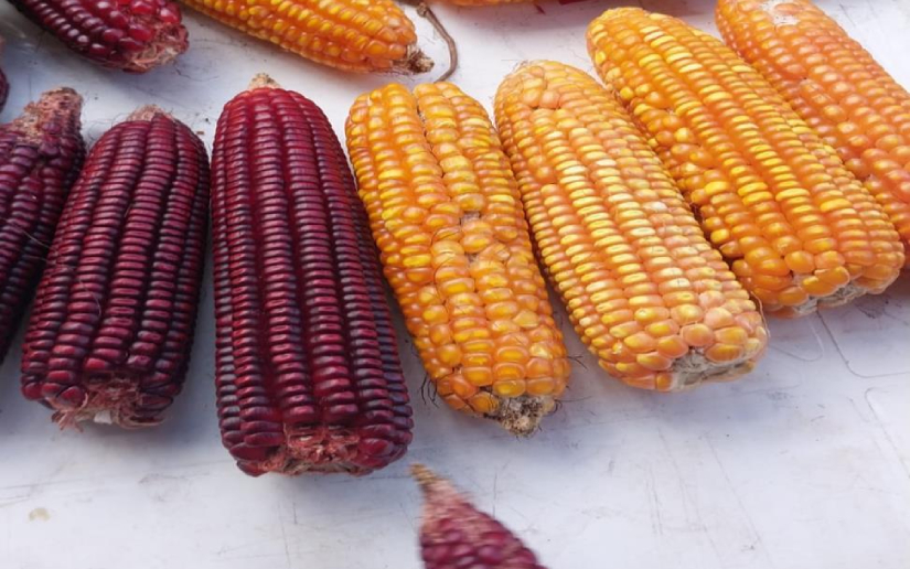 INTA fortalece la producción de maíz con nuevas variedades