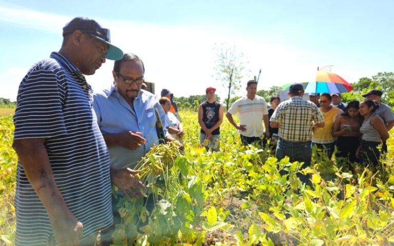 Presentan “INTA POSOLTEGA”, nueva variedad de soya con alto rendimiento y resistencia a plagas