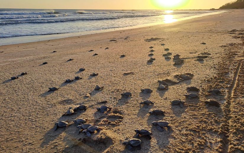 Liberación de tortuguillos en el Refugio de Vida Silvestre
